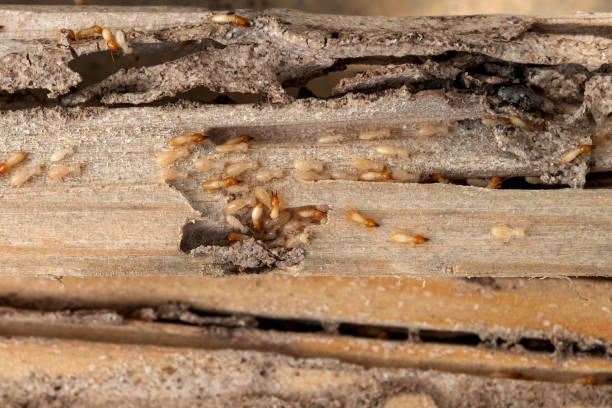 Best Pest Removal Services  in Wylie, TX